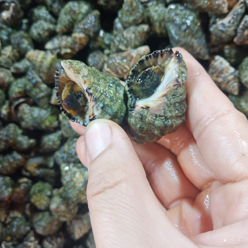 辣螺鲜活青岛海鲜贝类水产苦螺野生大小小海螺海螺