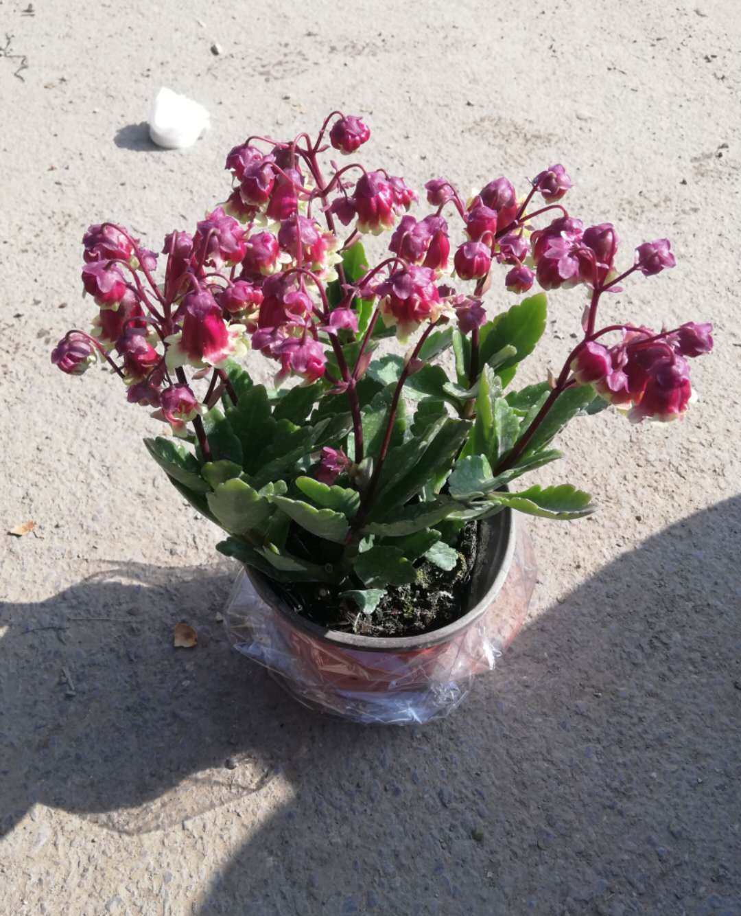 宫灯长寿花重瓣盆栽室内四季花卉开花花卉