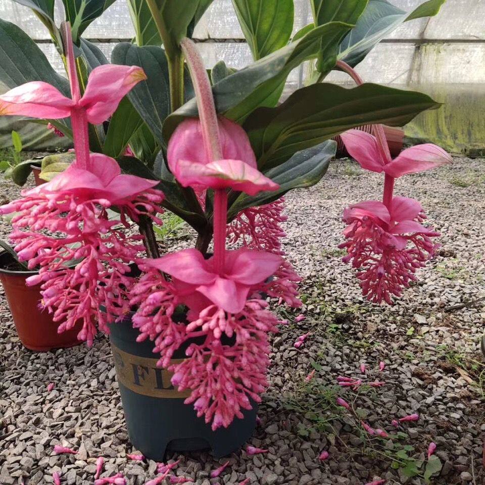 进口大花宝莲灯花盆盆栽花苗高档多年生花期长书花卉