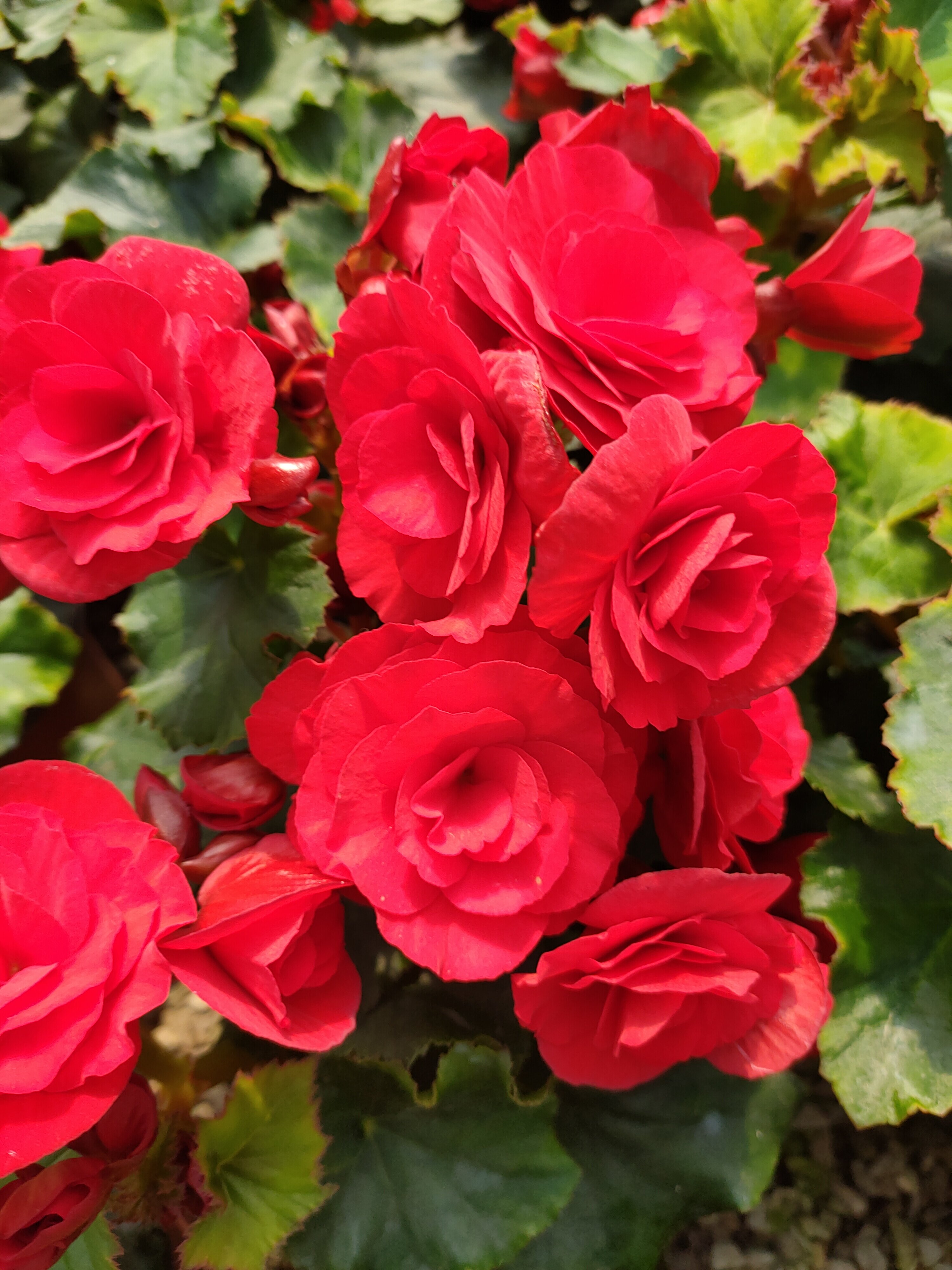 四季秋海棠玫瑰瑰丽海棠室内鲜花盆栽花卉重瓣时令草本花卉
