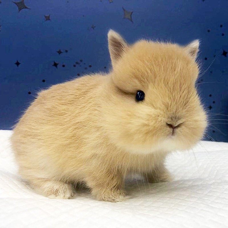 兔子活物垂耳兔小型兔猫猫猫宠物侏儒兔长不大兔