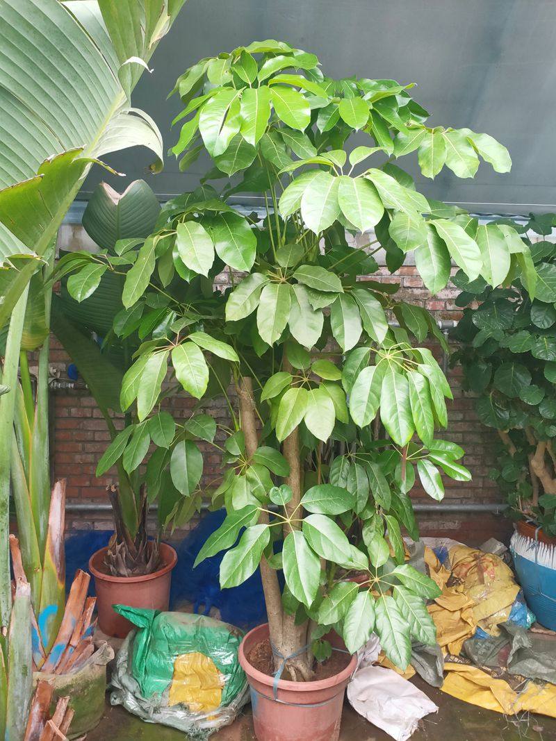 somi日本进口大叶伞北欧风圆叶大型室内植物大型绿植