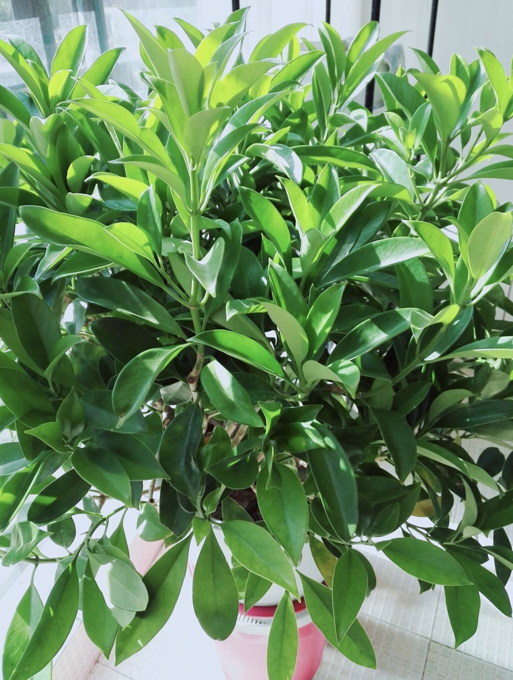 somi非洲茉莉室内客厅大型绿植花卉盆栽植物大型绿植