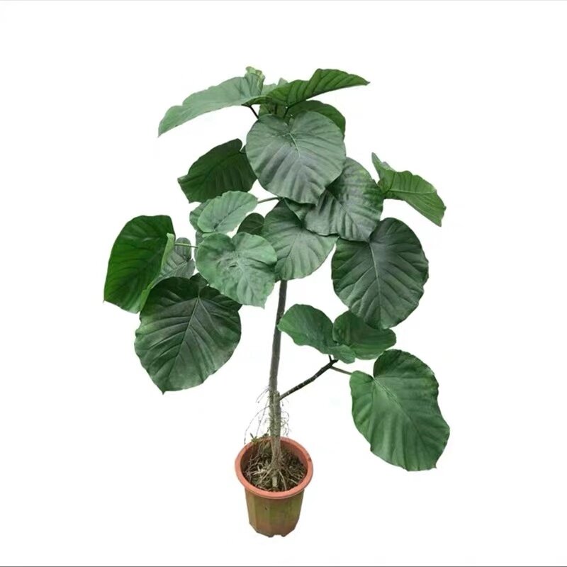 somi心叶榕伞日本爱心北京基地发货好养小森大型绿植