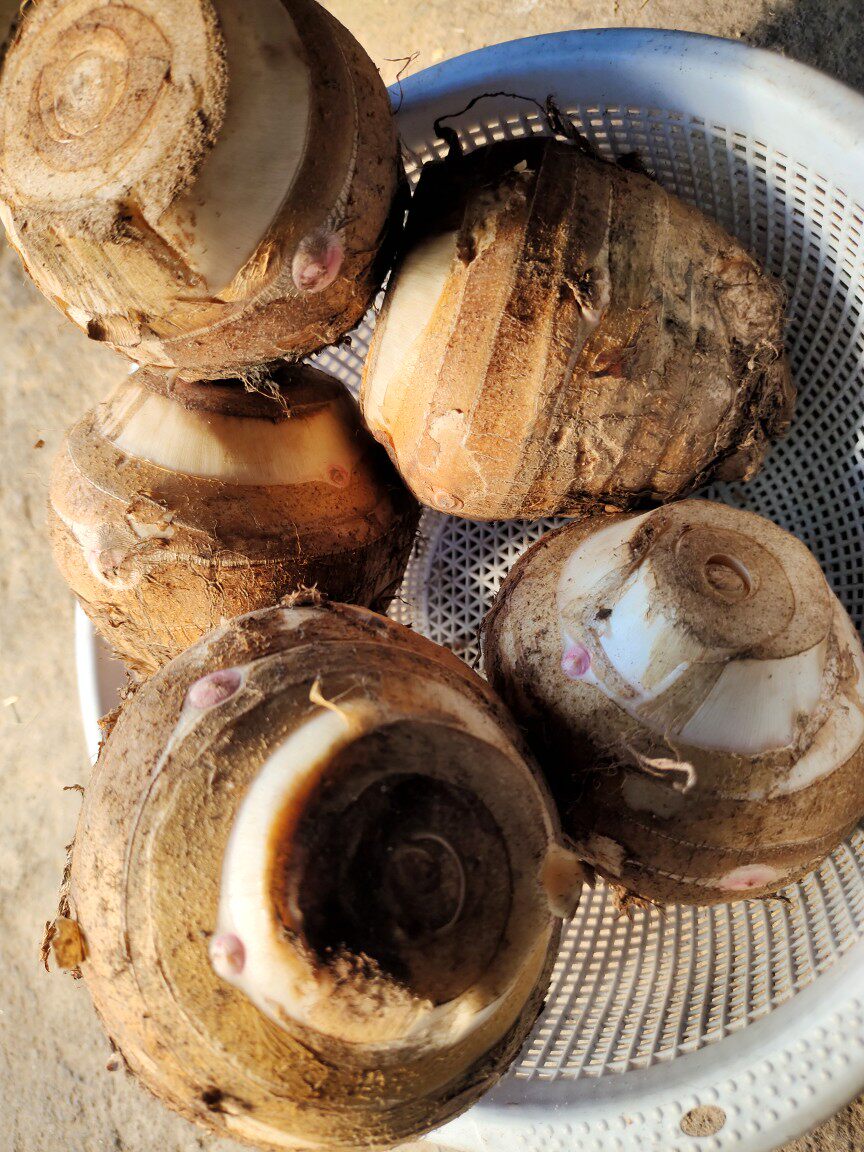 2022年江西农家特产粉芽母芋新鲜芋艿芋头粉现芋头