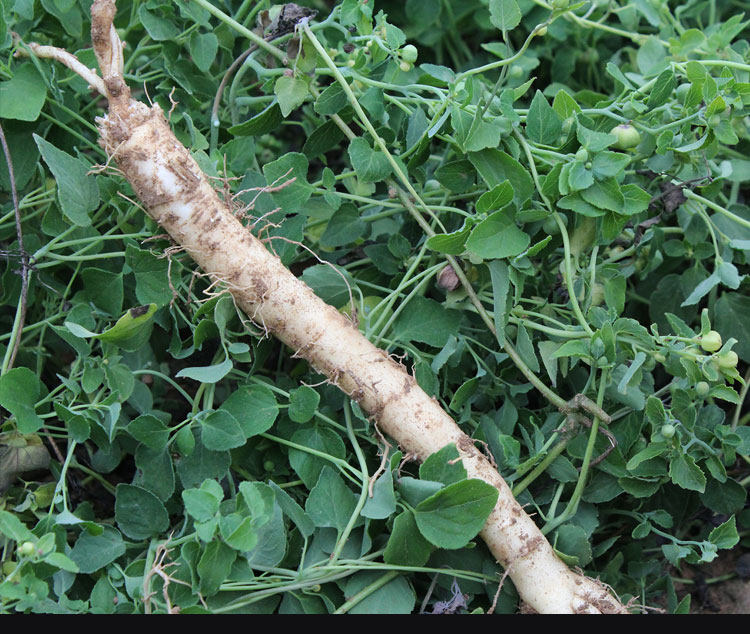 党参2020新鲜500克包邮非野生条现正品特级泡水党参