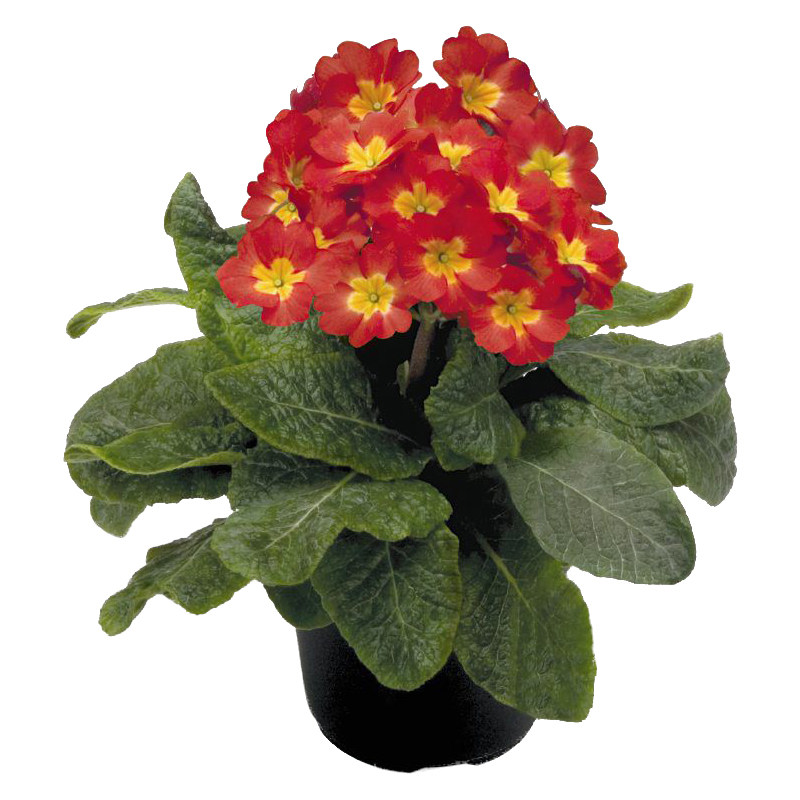 【天狼】报春花盆栽苗新手易养易爆盆庭院阳台草本观花植物花卉