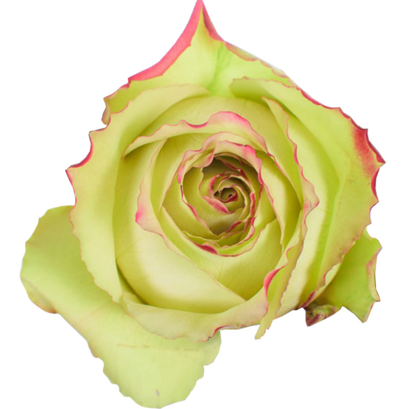 盆栽天狼梦寐25升多季灌木月季观赏植物玫瑰玫瑰花花卉