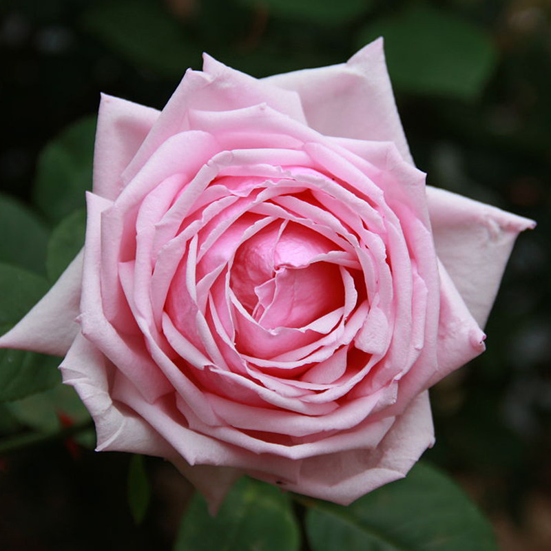 盆栽天狼法兰西25升多季开庭庭院露台观赏性植物月季