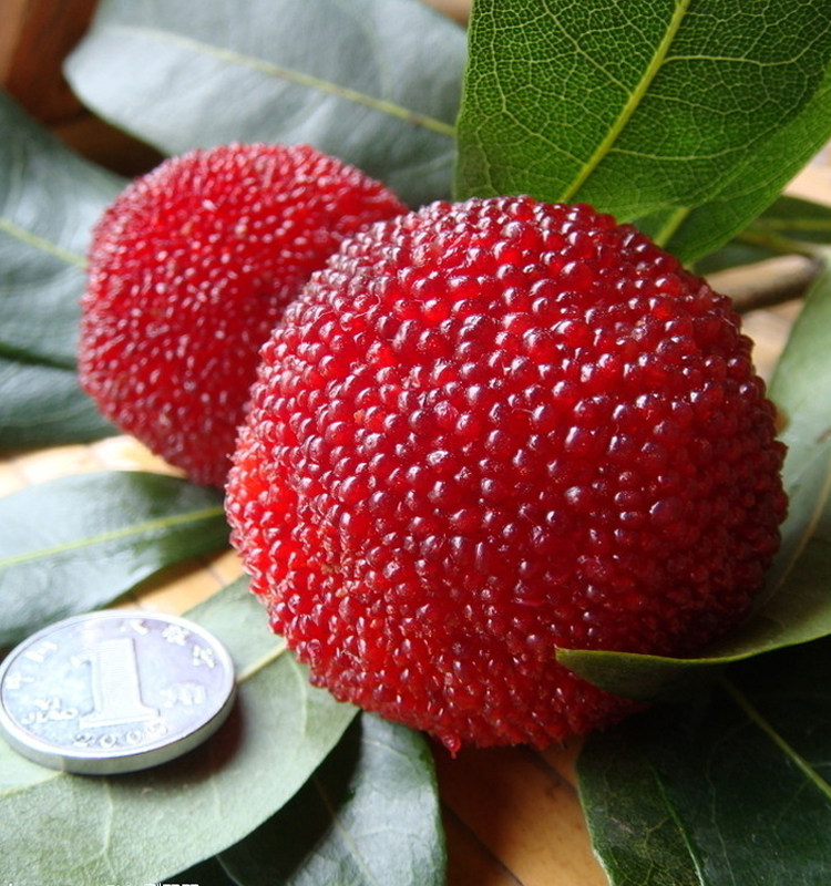 新鲜仙居东魁杨梅自产绿色纯天然孕妇儿童时令水果6斤现摘现发