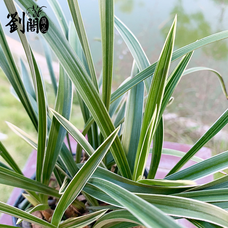 刘阁兰花 细叶金边春兰 雪山天草 现带浓香花苞出售好养兰花苗