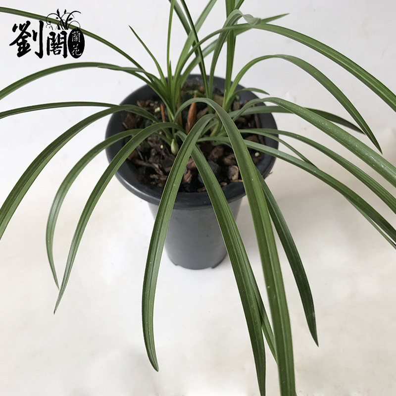 刘阁兰花苗春兰素心三星天地金星冬带浓香花苞时令草本花卉