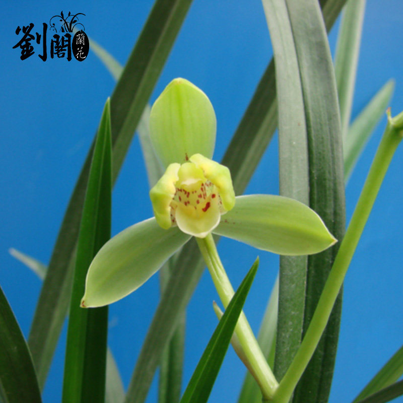 刘阁兰花寒兰梅瓣精品香梅冬带花苞出售高档时令草本花卉