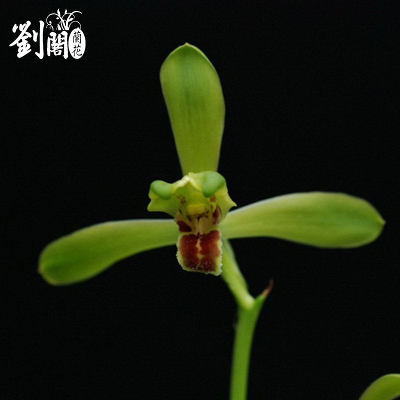 刘阁兰花苗 新上海梅 绿蕙水仙精品冬带花苞室内阳台花卉盆栽好养