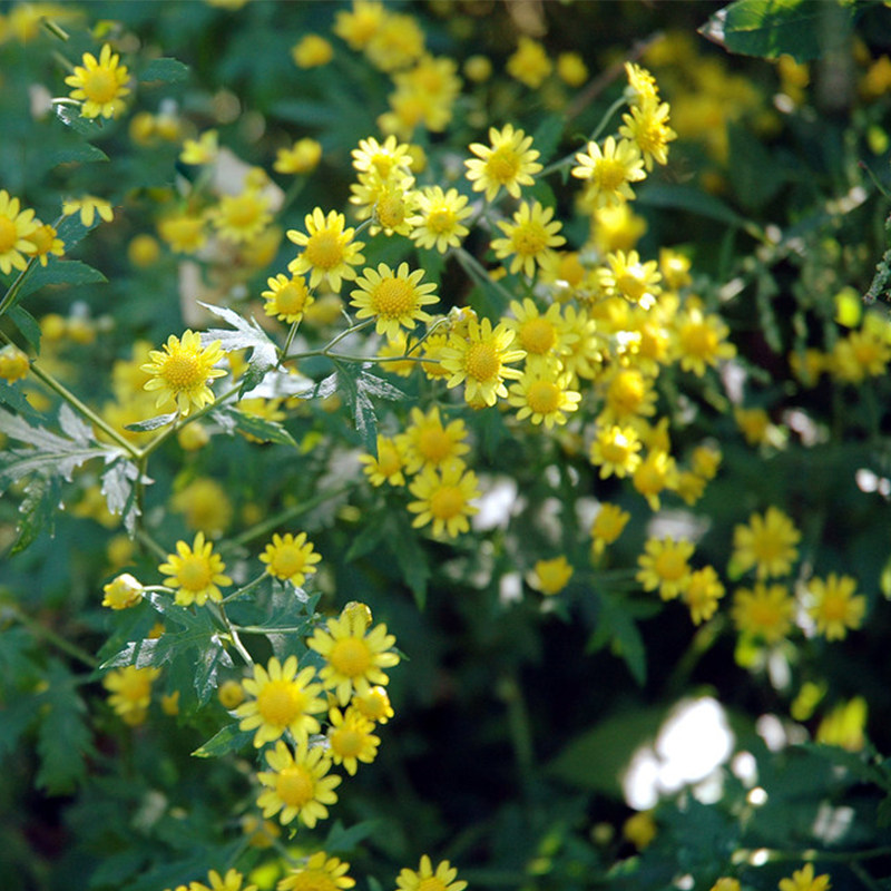 贵州深山野生小菊花草茶菊花茶夏季去火茶野菊花茶野生100g散装袋