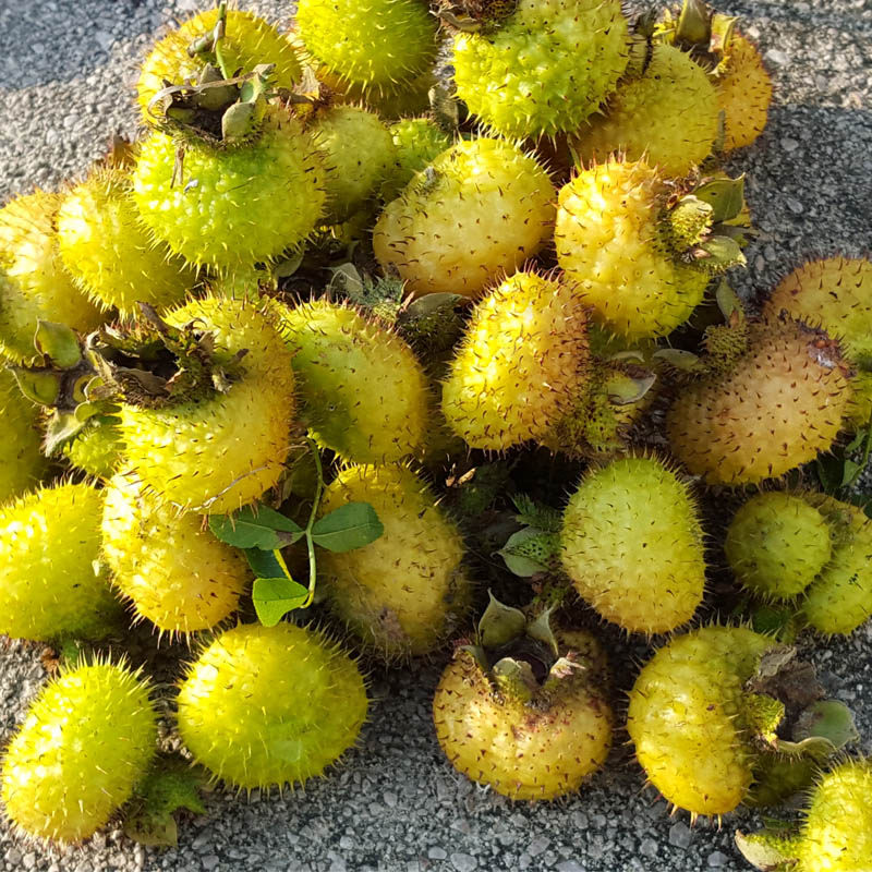 刺梨野生新鲜包邮贵州特产深山野生刺梨干果500克可泡水泡茶泡酒