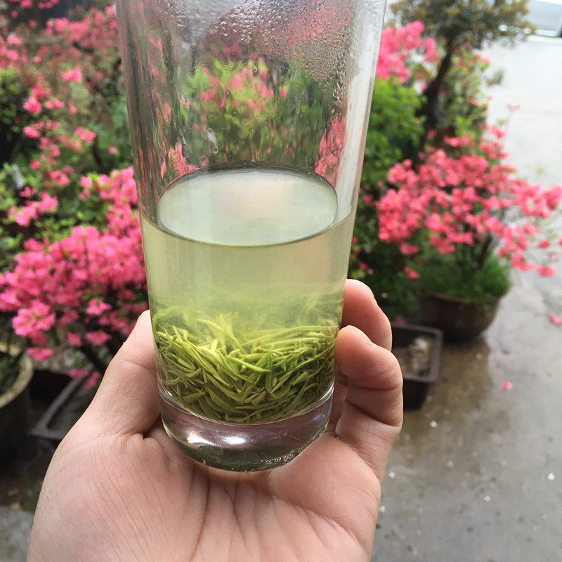 黑龙龙潭高山信阳毛尖2022新茶明前兰花香绿茶信阳毛尖