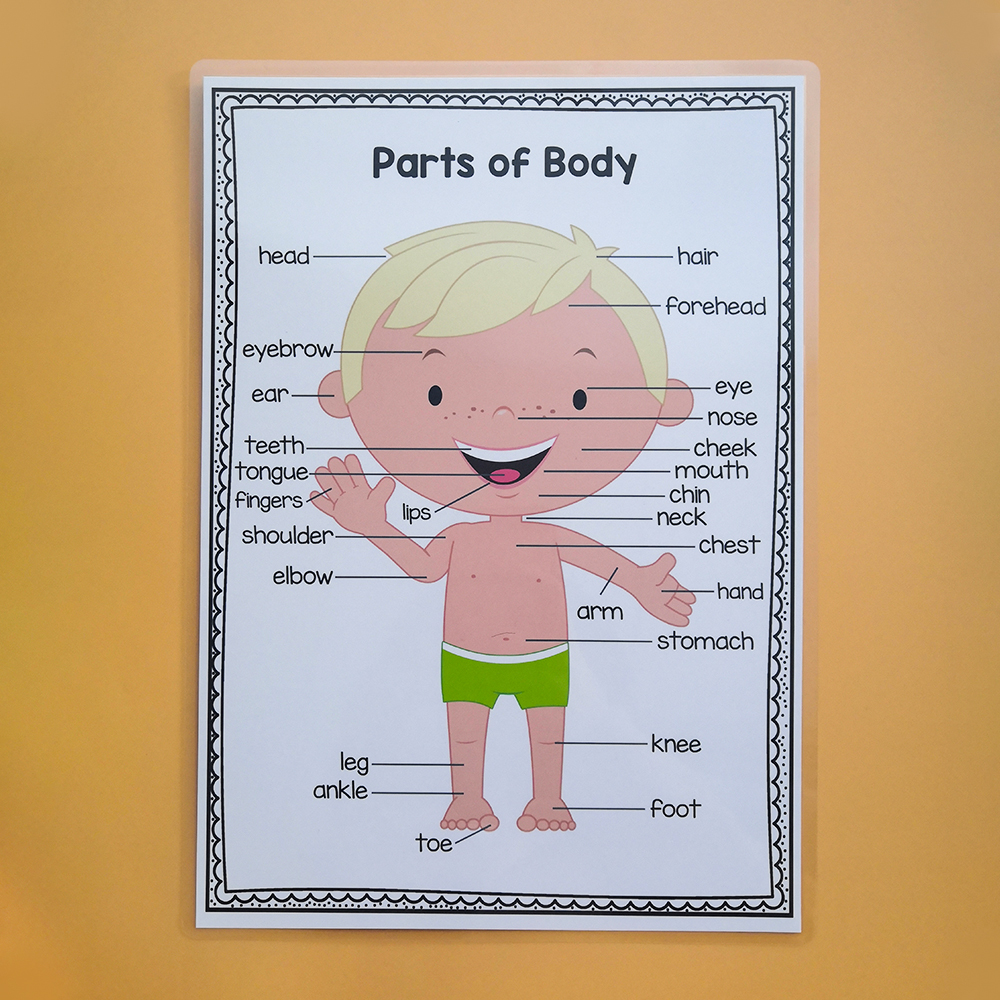 幼儿园早教童房墙面装饰海报bodyparts身体部位a4早教闪卡