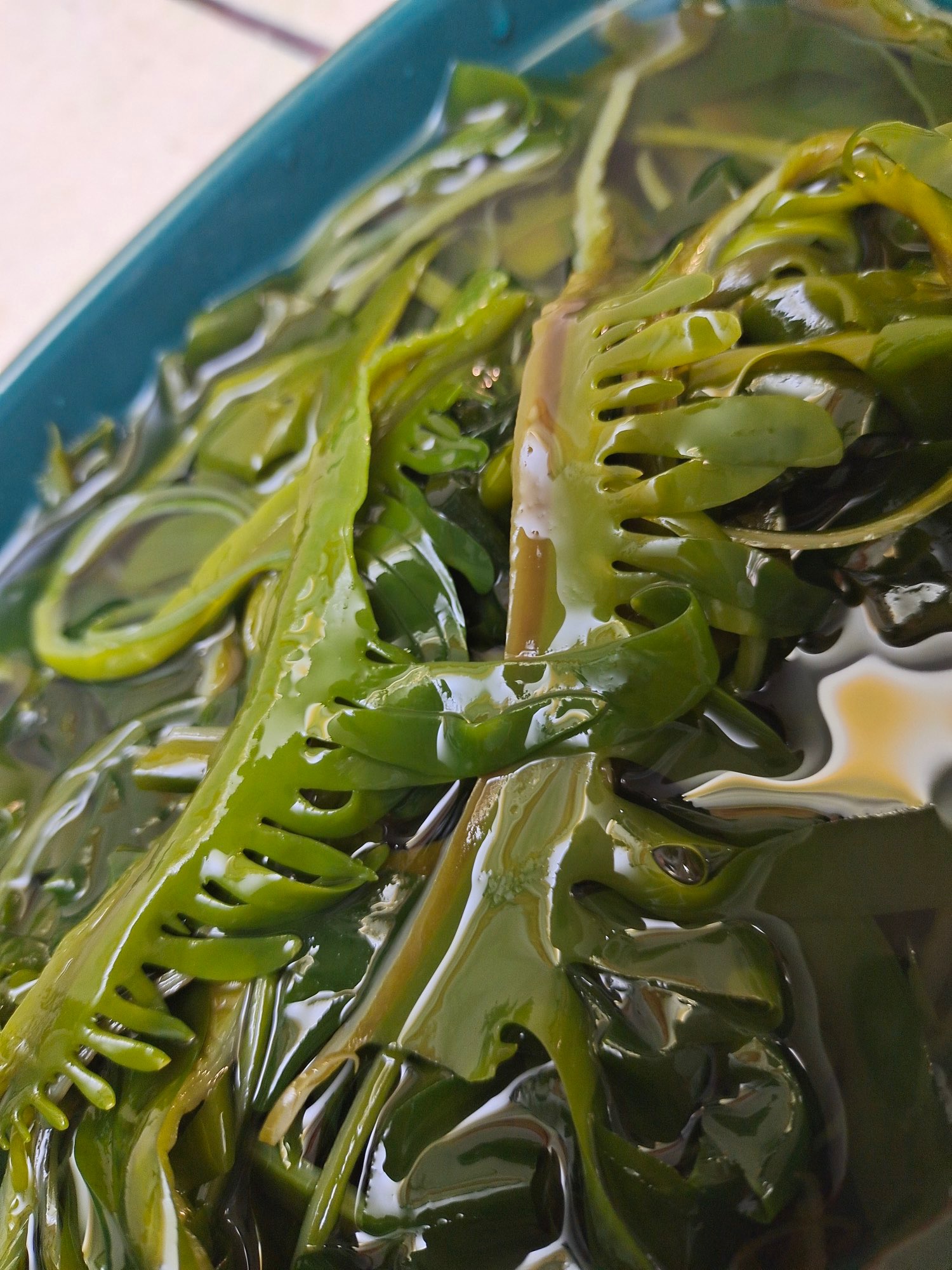 海带裙带芽鲜菜山特级海菜海新鲜韩式海带