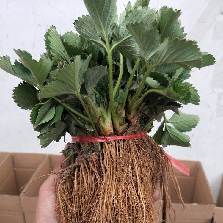 草莓园艺卡廷大棚牛奶草昧巧克力新品种庭院植物绿植