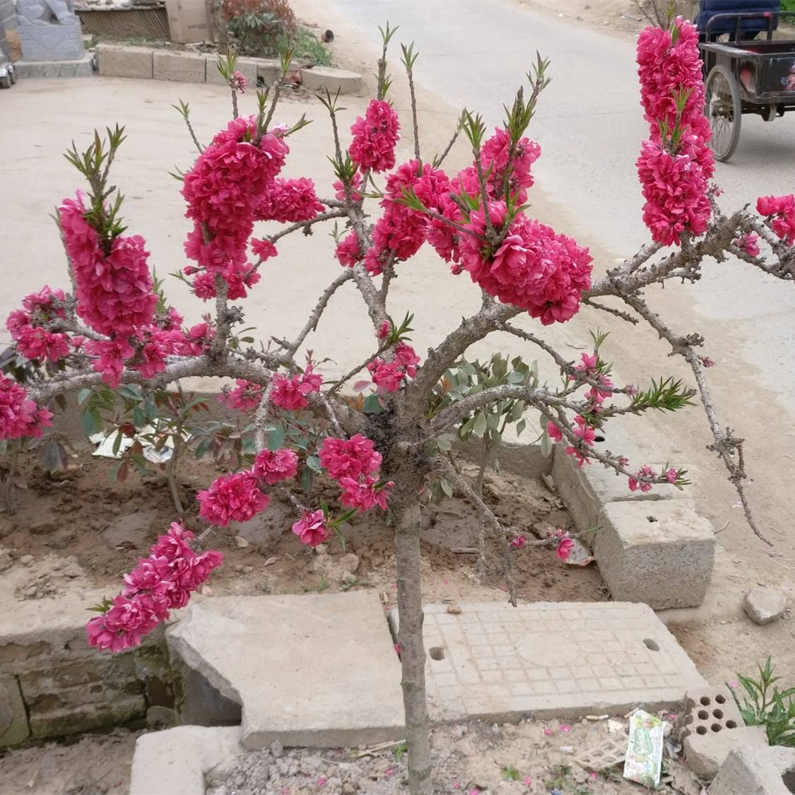 桃花盆栽真树室内室外可种植树苗寿星盆景可地时令草本花卉