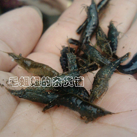 大只黑壳虾鱼缸水族工具虾除藻虾乌龟饲料清洁虾观赏虾23cm - 价格75