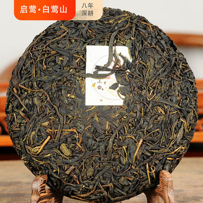 春茶启莺白莺山野生纯种山茶300年古树茶饼香甜普洱