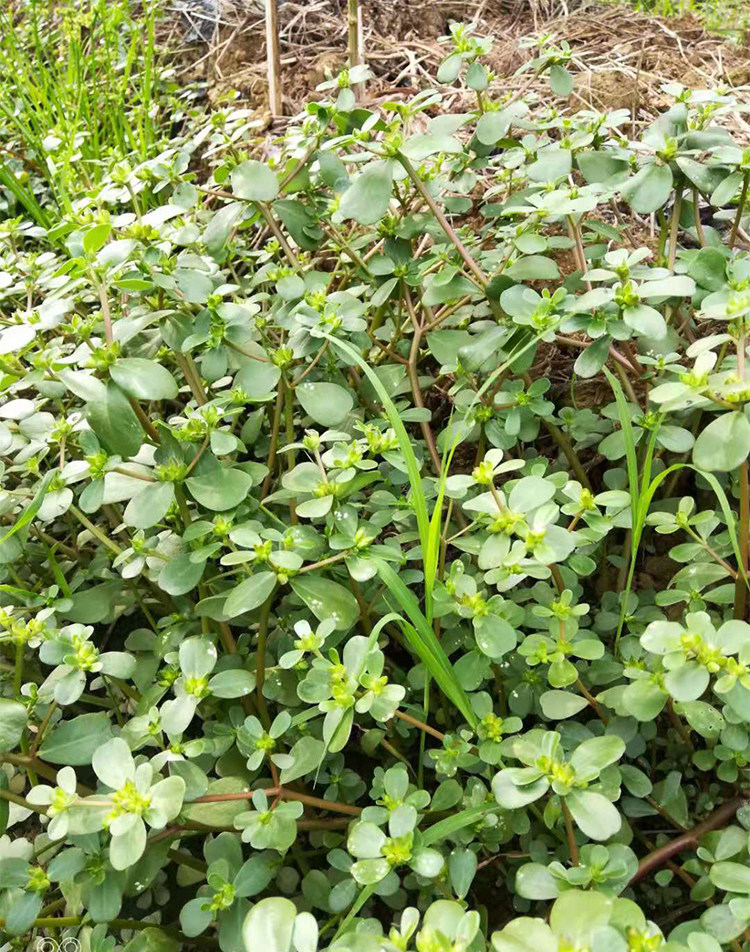 马齿苋菜 新鲜包邮 2斤五行草 野生农产品 食用野菜 现挖现发蔬菜