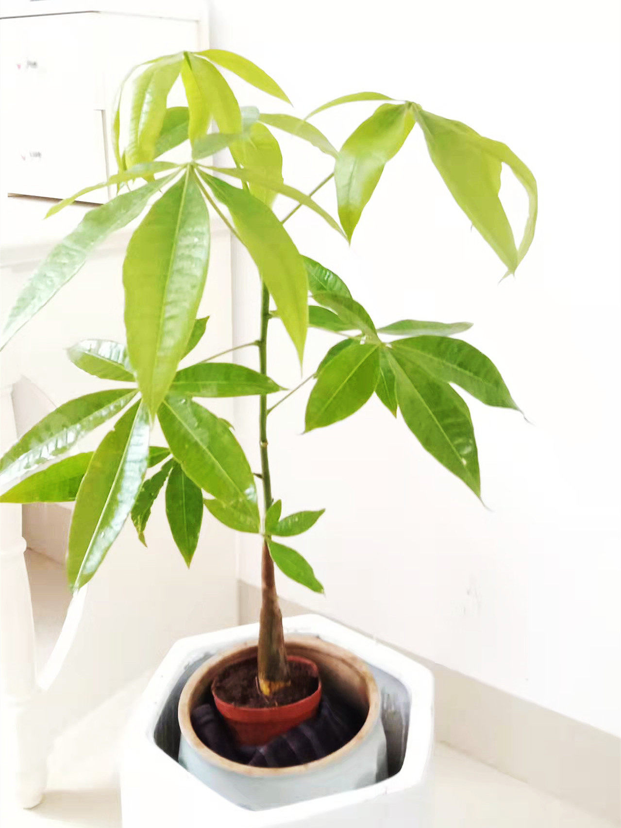 五编辫子发财树盆栽花卉室内客厅绿植包邮新品上市绿植