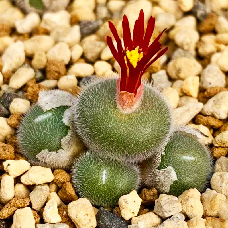 精品产地毛球肉斯蒂芬毛球一物一拍母本本多植物多肉植物