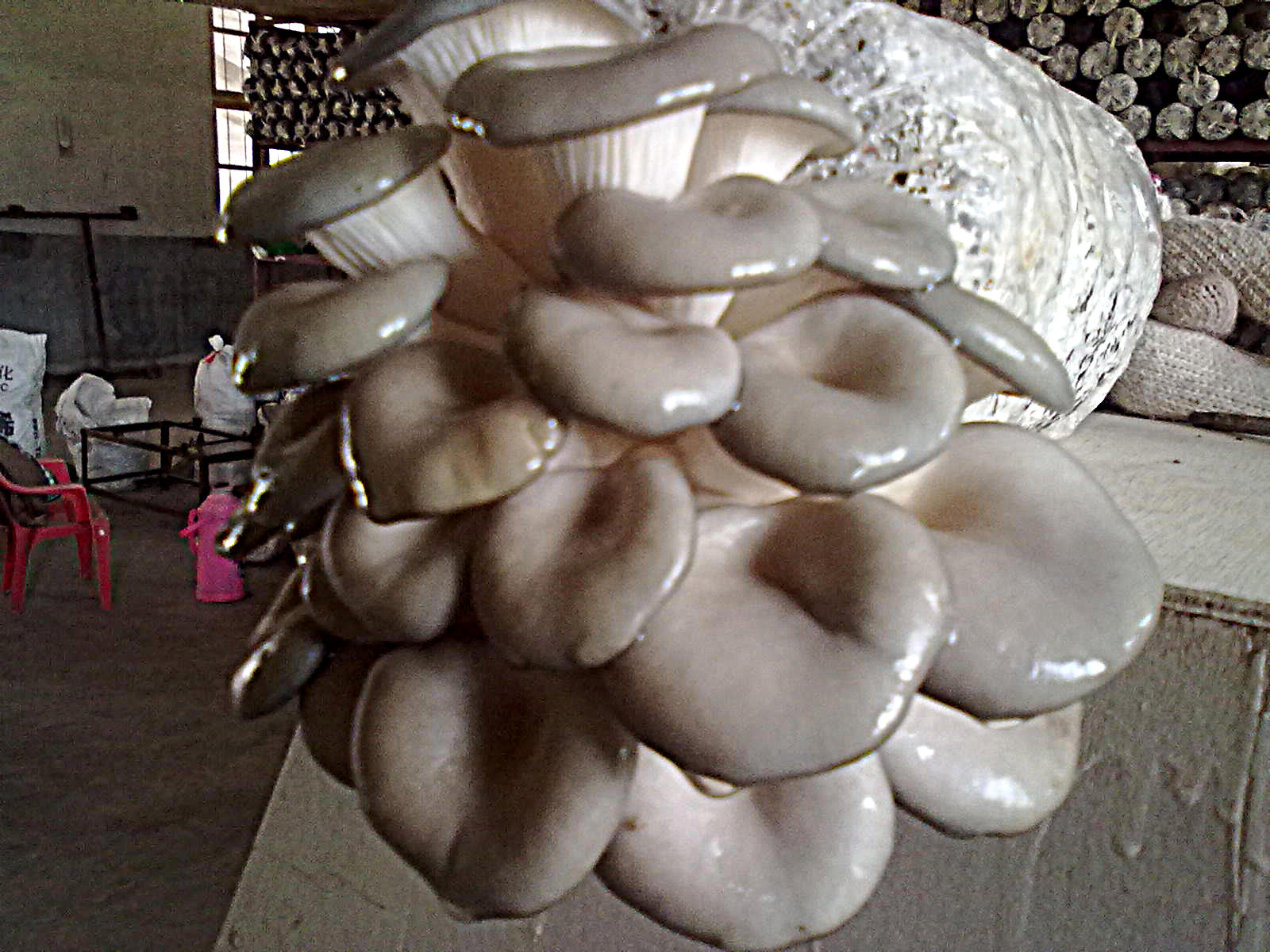 蘑菇女王灰姬菇种菌包食用菌棒菌包菌种子蘑菇种植包阳台养殖菌包