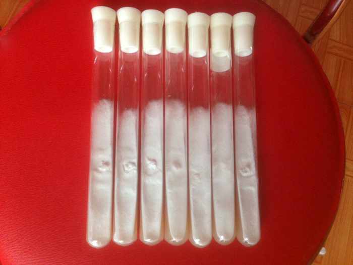 菌种食用菌一级试管母种颗粒斜面种平高温低温食用菌菌种