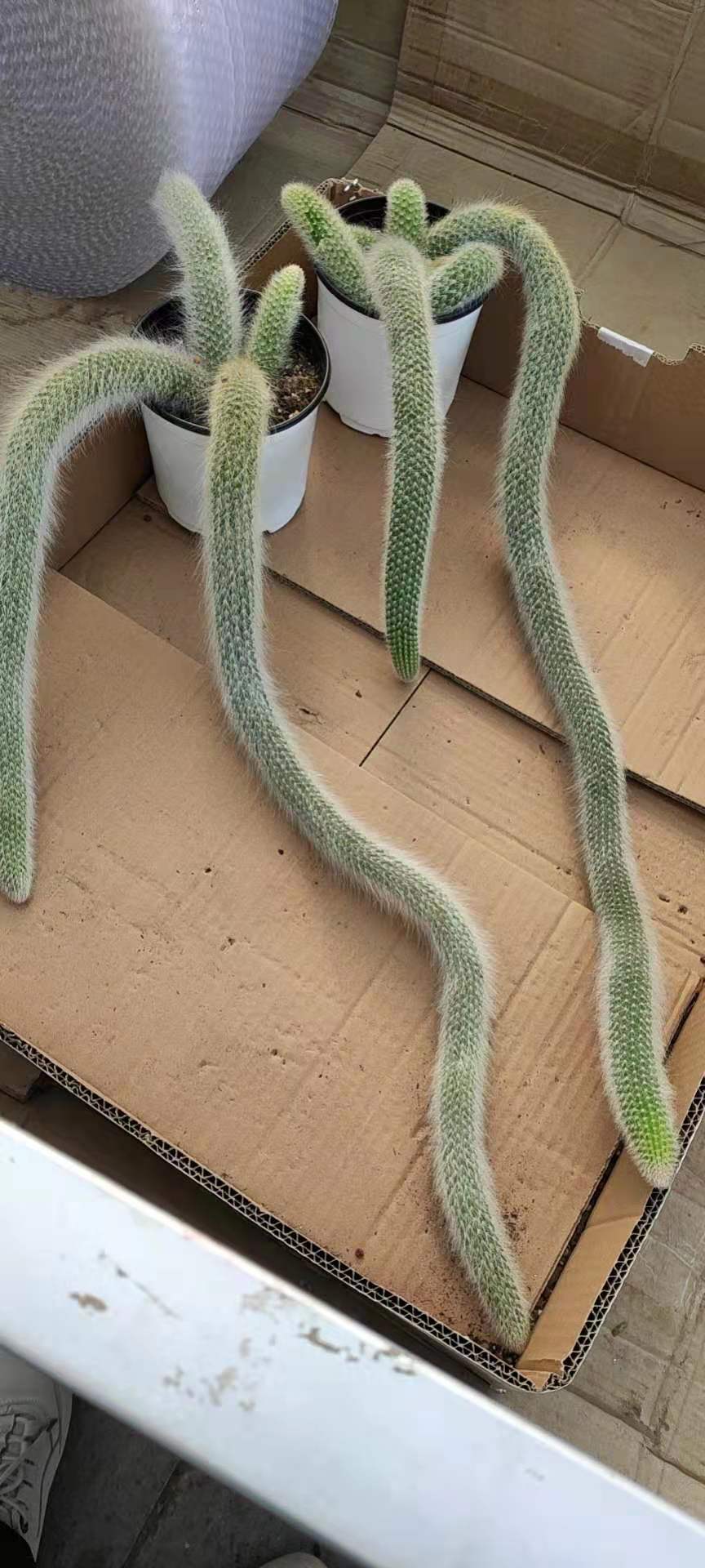 仙人九尾狐猴尾多肉植物毛柱垂盆栽耐旱白色软毛多肉植物