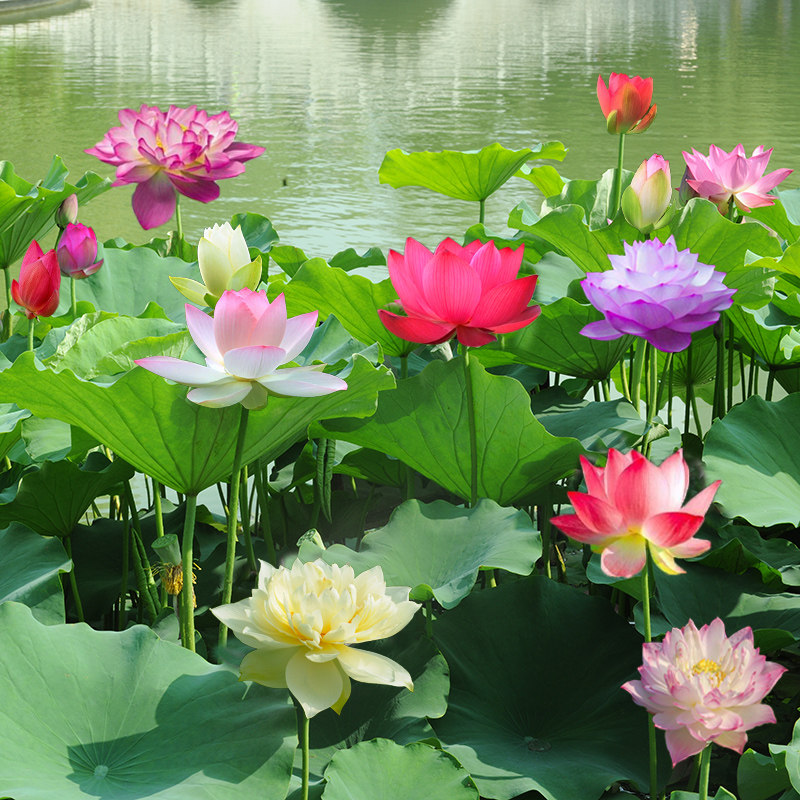 莲藕荷花池塘大型观赏苗种藕苗种苗盆栽花种花卉