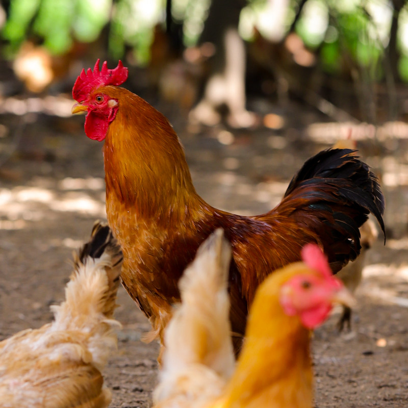 大公鸡农家散养农村土鸡鸡肉新鲜现杀乡下柴纯整鸡