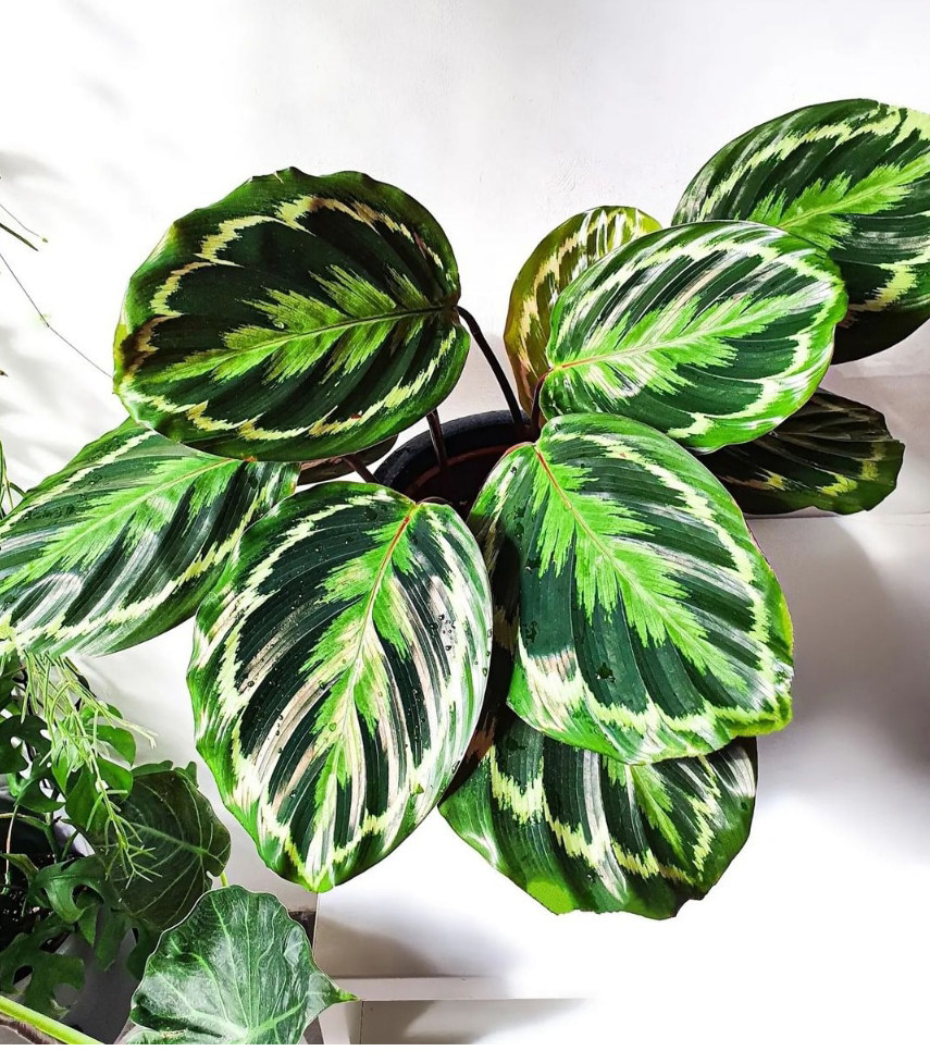 彩虹绿植叶片大叶办公植物竹芋叶植物室内观丽竹绿植