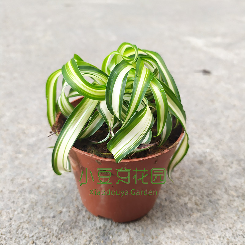 卷叶吊兰荷兰进口植物女郎网红ins室内绿植绿植