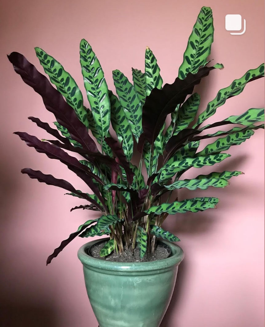 豹纹网红室内叶室内紫背观ins北欧猫眼绿植盆栽绿植