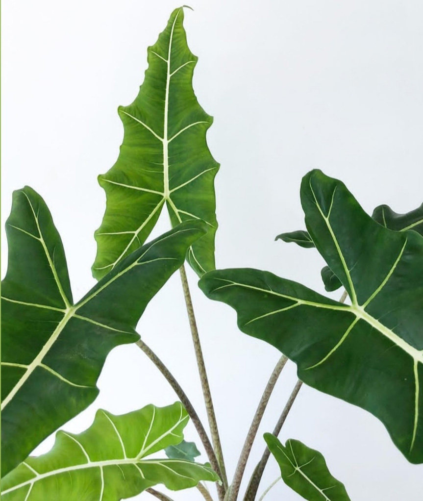 荷兰ins风萨安海北欧网红植物alocasiasarian稀有绿植