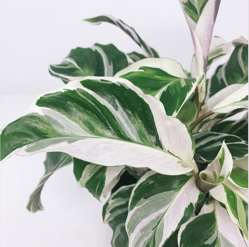 油画竹芋荷兰网红黄油画绿植ins盆栽好养室内绿植