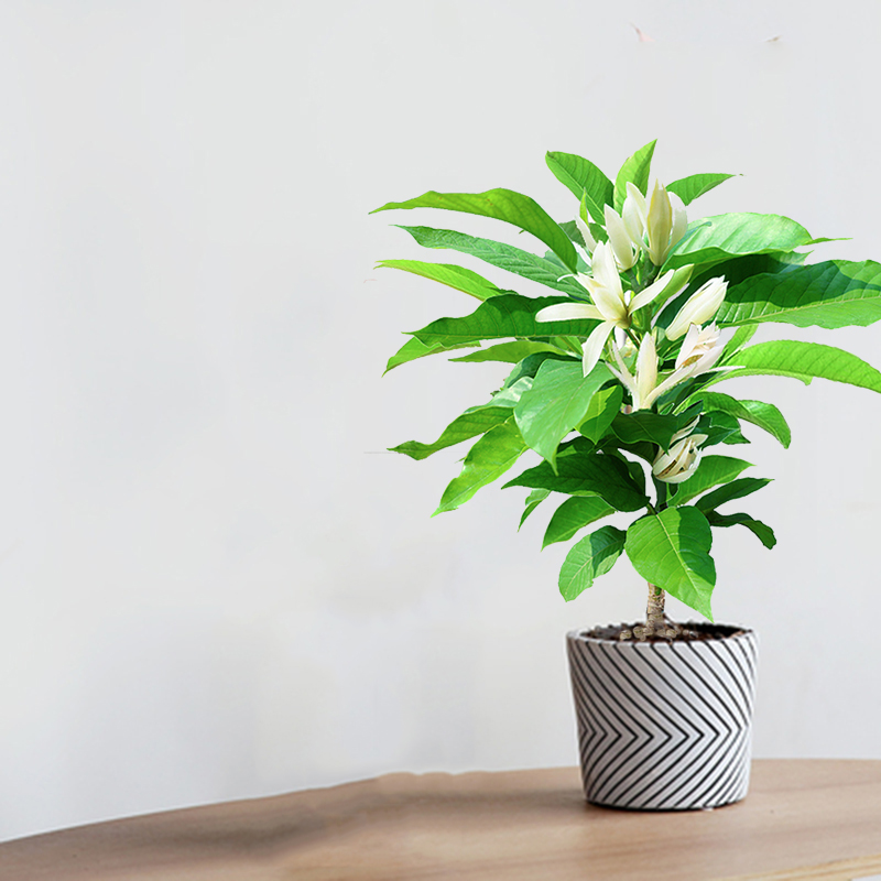 特价白兰花盆栽花卉植物室内玉兰玉兰树树苗划拨花卉