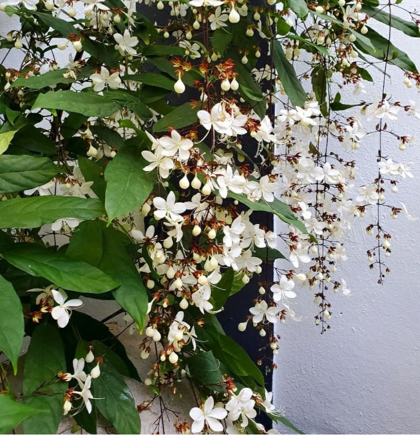 茉莉垂枝泰国进口绿植盆栽垂丝白玉玉蝴蝶开花花卉