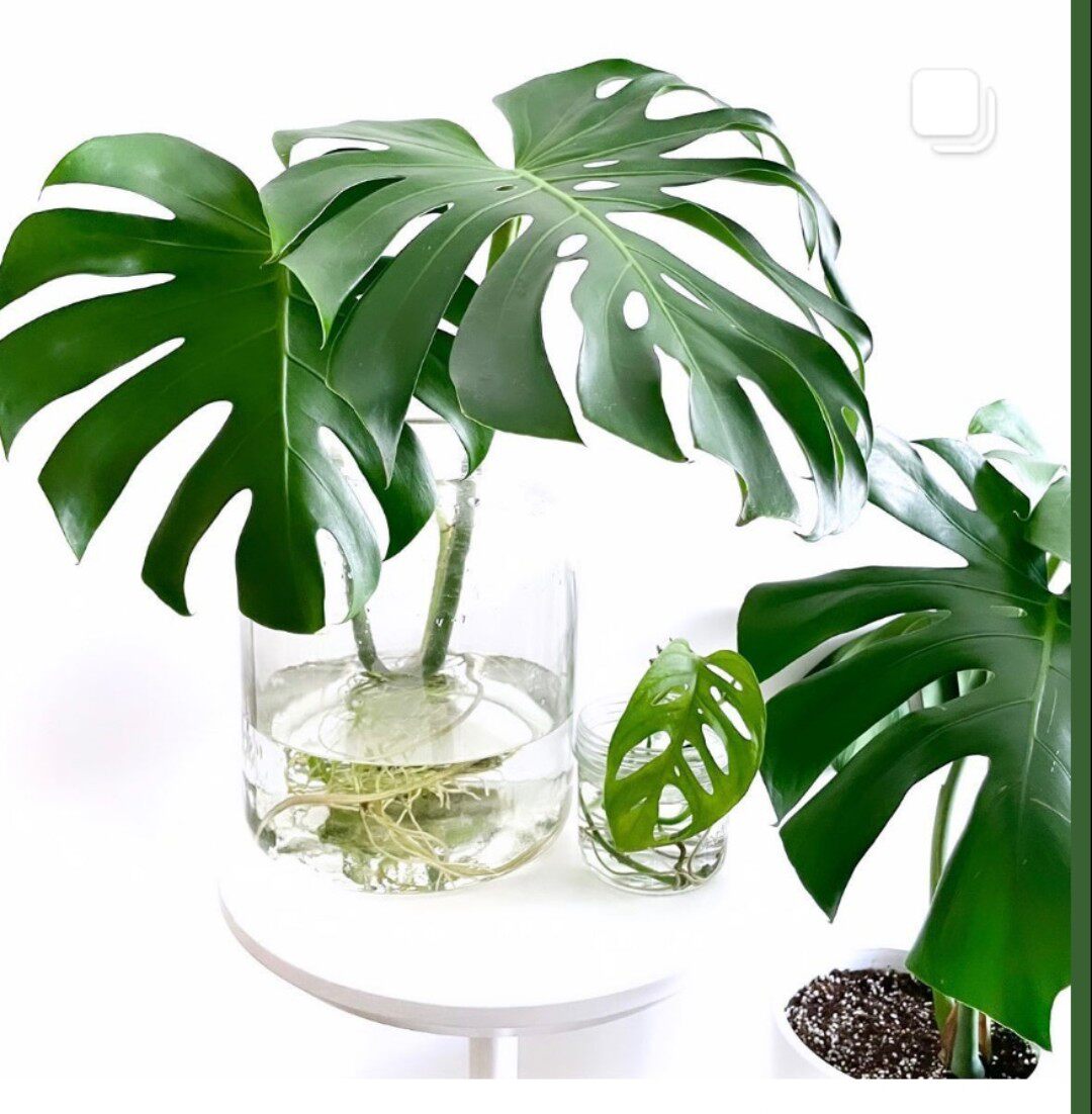 水培龟背竹水春羽小天使盆栽绿植办公室室内养活绿植