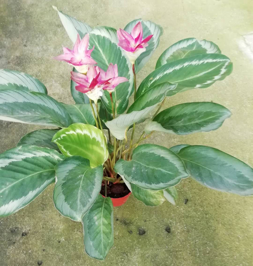 青莲盆栽观花叶观花室内观网红竹芋ins绿植欧风绿植