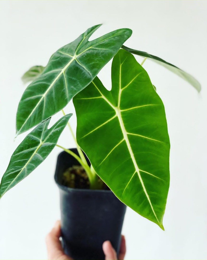 天鹅绒海alocasiafrydek进口稀有植物ins网红绿植盆栽绿植