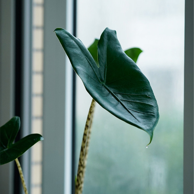 斑马叶植物ins网红盆栽植物植观马虎绿植热带绿植