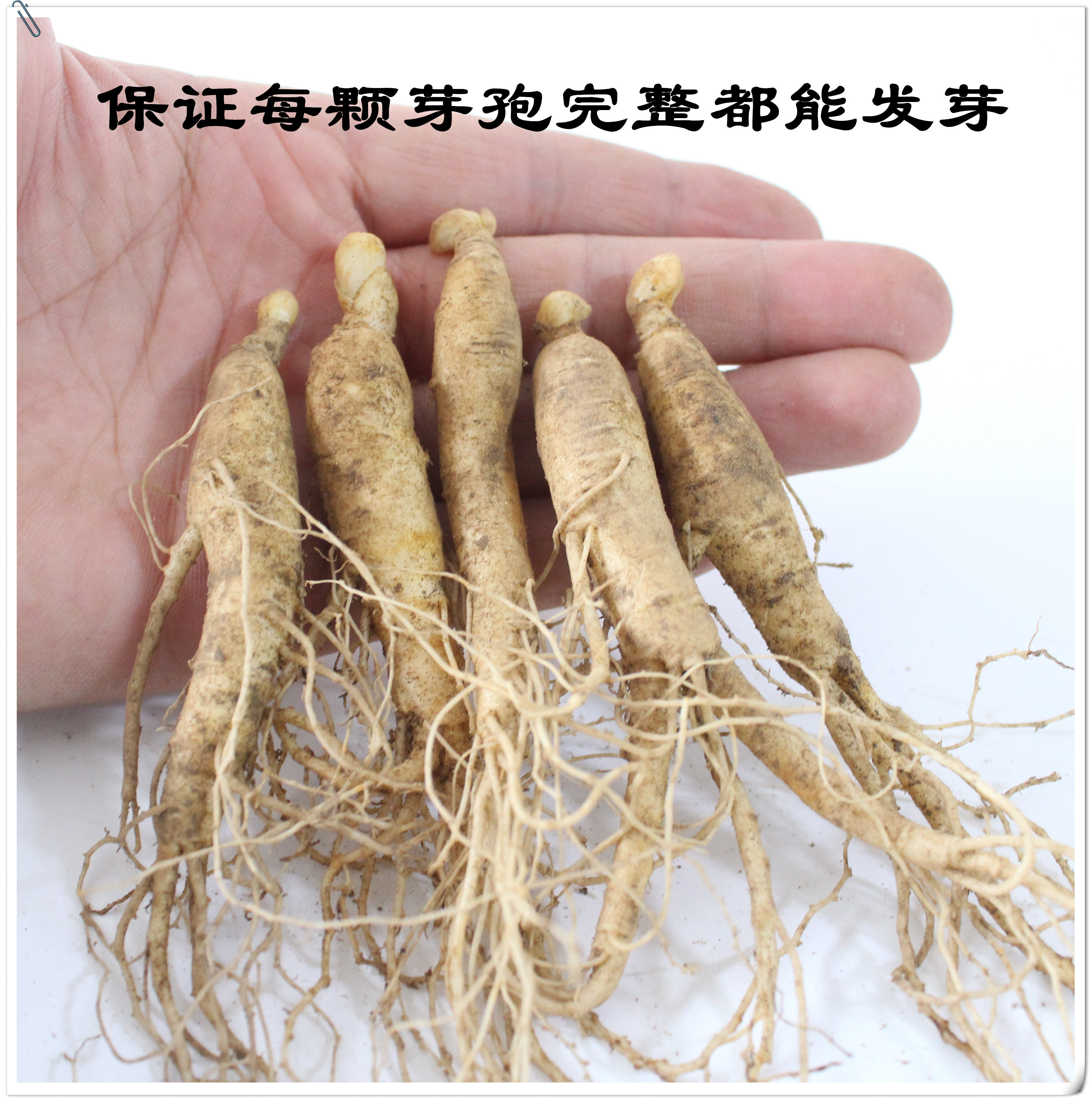 人参苗包邮盆栽种植新鲜小人参占地人参苗长白山人参泡酒煲汤人参