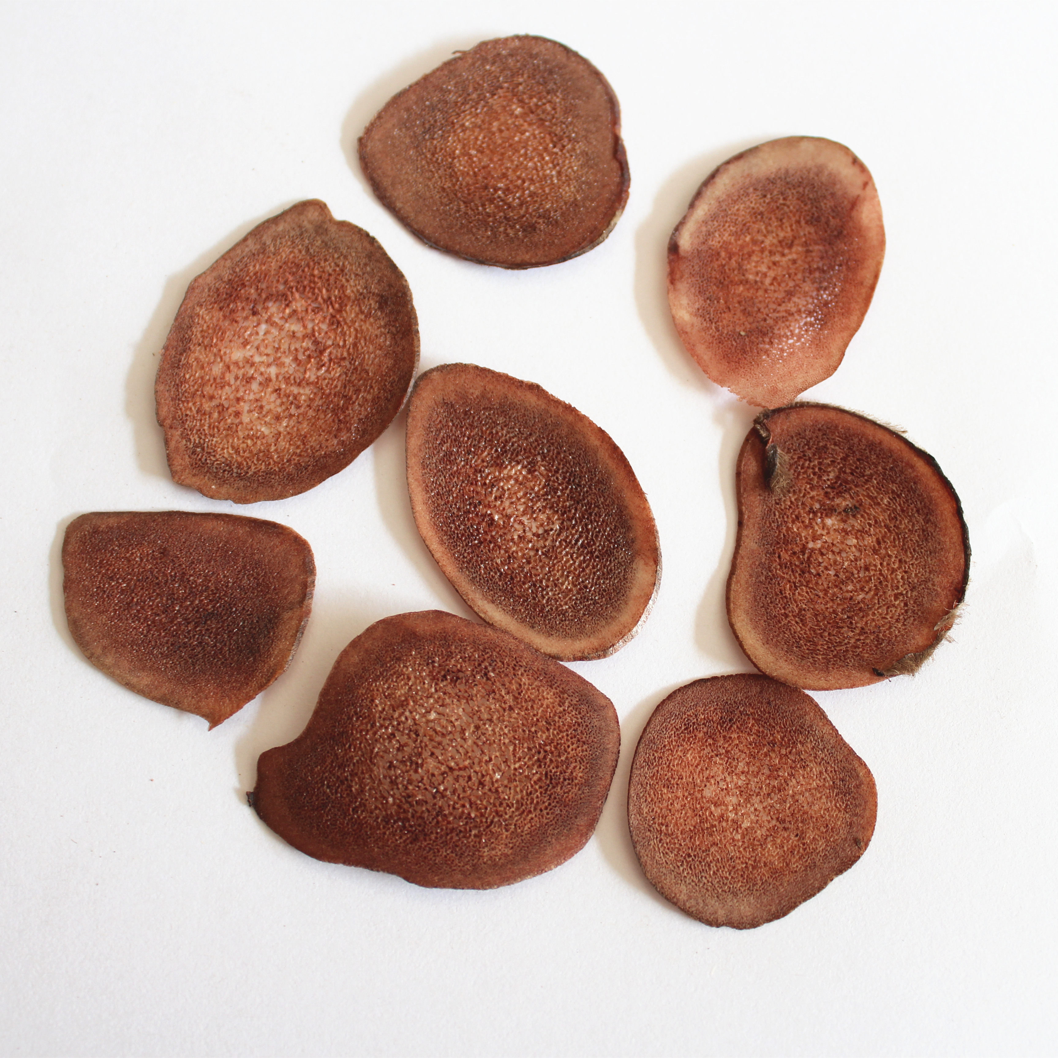 鹿茸吉林梅花梅花鹿10克包邮买送一泡酒煲汤滋补鹿茸片