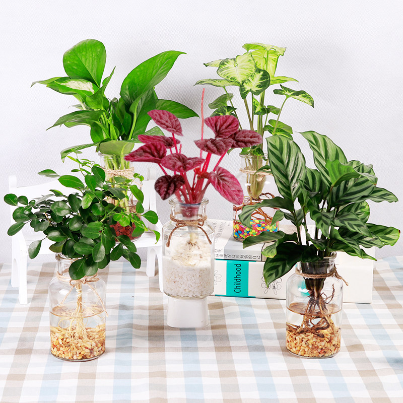 水培植物室内绿萝吊兰铜钱草水养植物花卉水生吸甲醛办公桌盆栽景