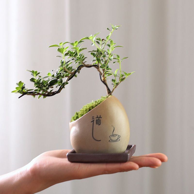 办公桌室内桌面盆栽客厅绿植摆件植物盆景景好多肉植物